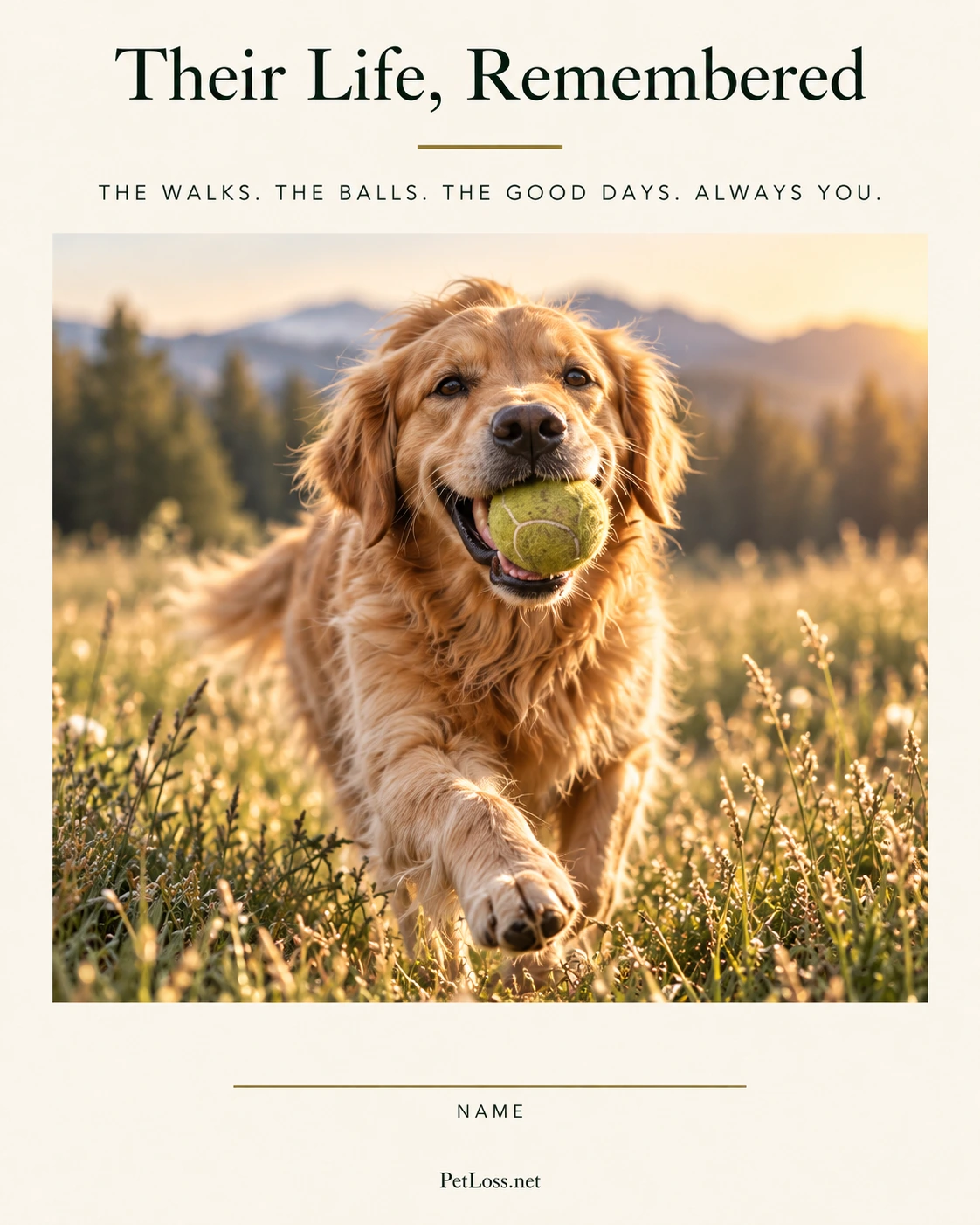 Golden Retriever with tennis ball on the Their Life, Remembered 8 by 10 print